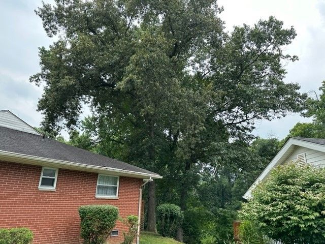 Huge Tree — Flatwoods, KY — Custom Tree Service