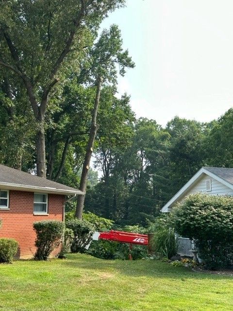 Huge Tree Removal — Flatwoods, KY — Custom Tree Service