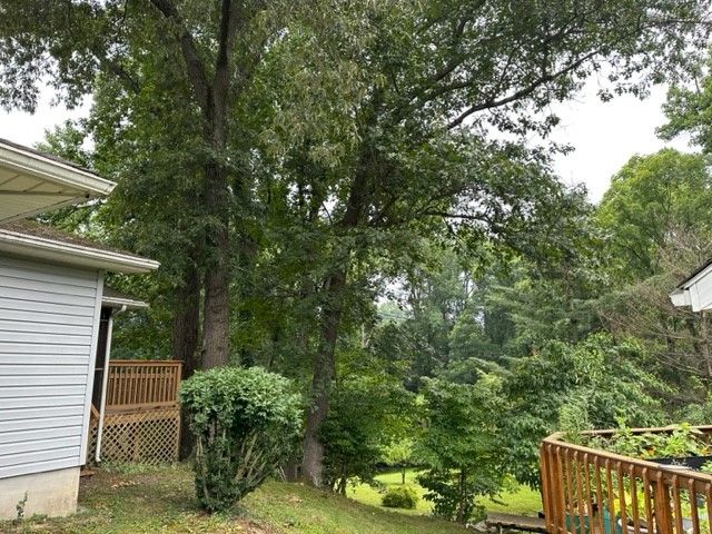 Tree At The Back Of House — Flatwoods, KY — Custom Tree Service