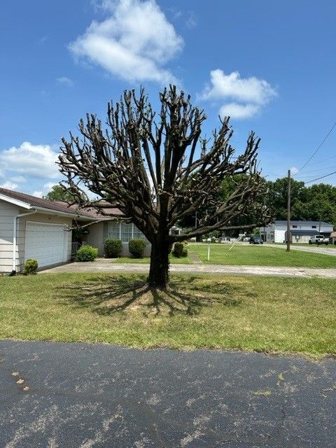 A tree with a lot of branches is in front of a house