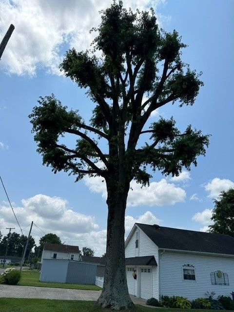 A large tree in front of a white house