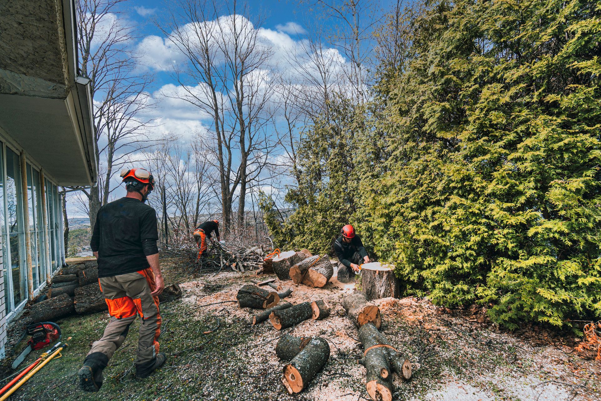 A group of men are cutting down trees in a backyard.