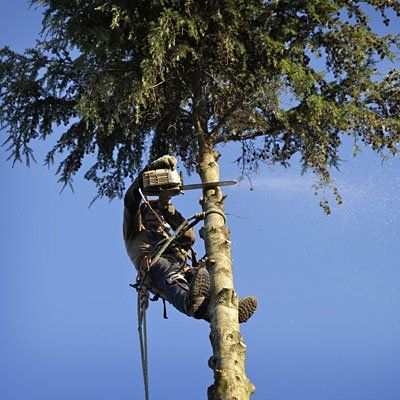 Tree Cutting Services in Bakersfield, CA