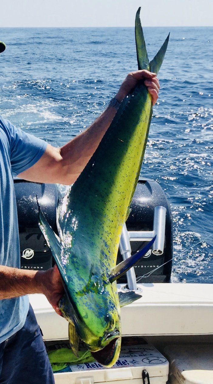 Beautiful mahi-mahi caught with Blue Water Adventures Key Largo Florida