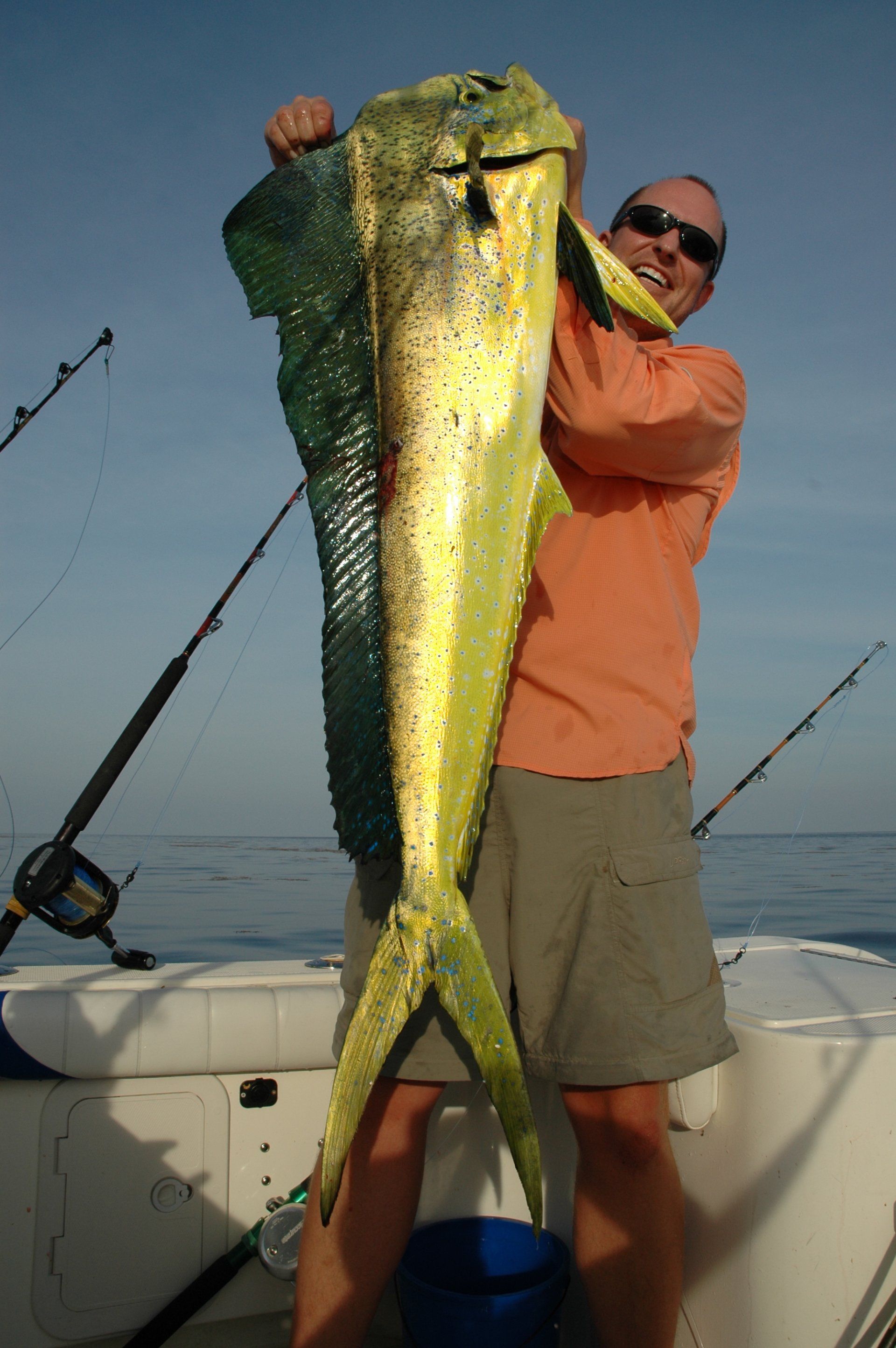 Beautiful mahi-mahi Key Largo Florida