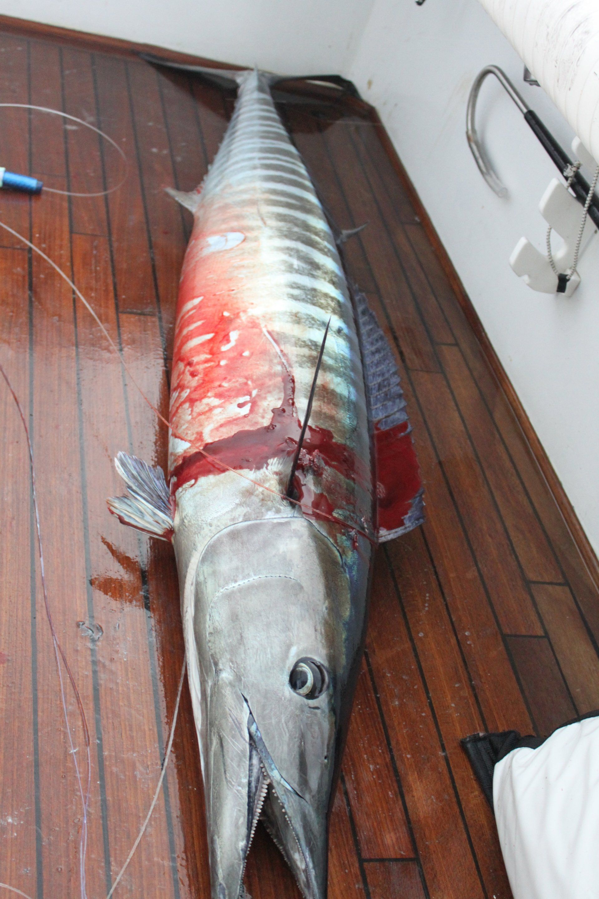 Wahoo on boat deck-Key Largo Florida