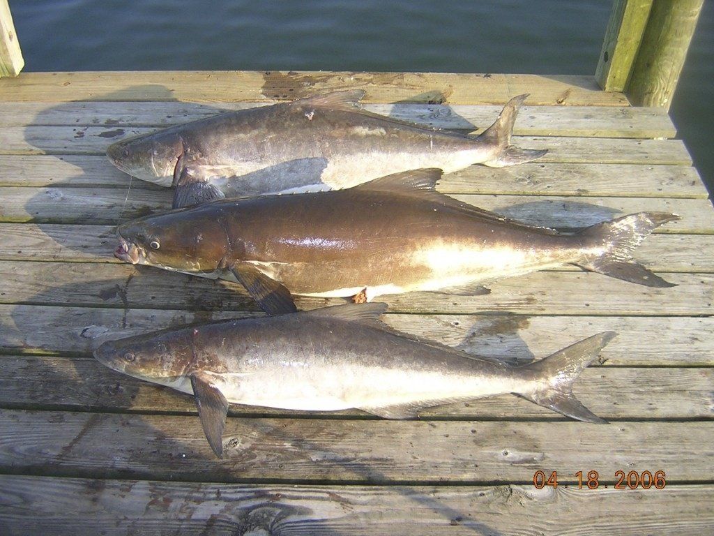 Cobia on boat dock