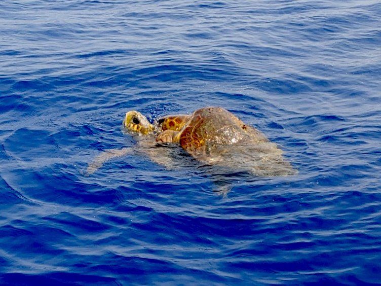 A sea turtle is swimming in the ocean.