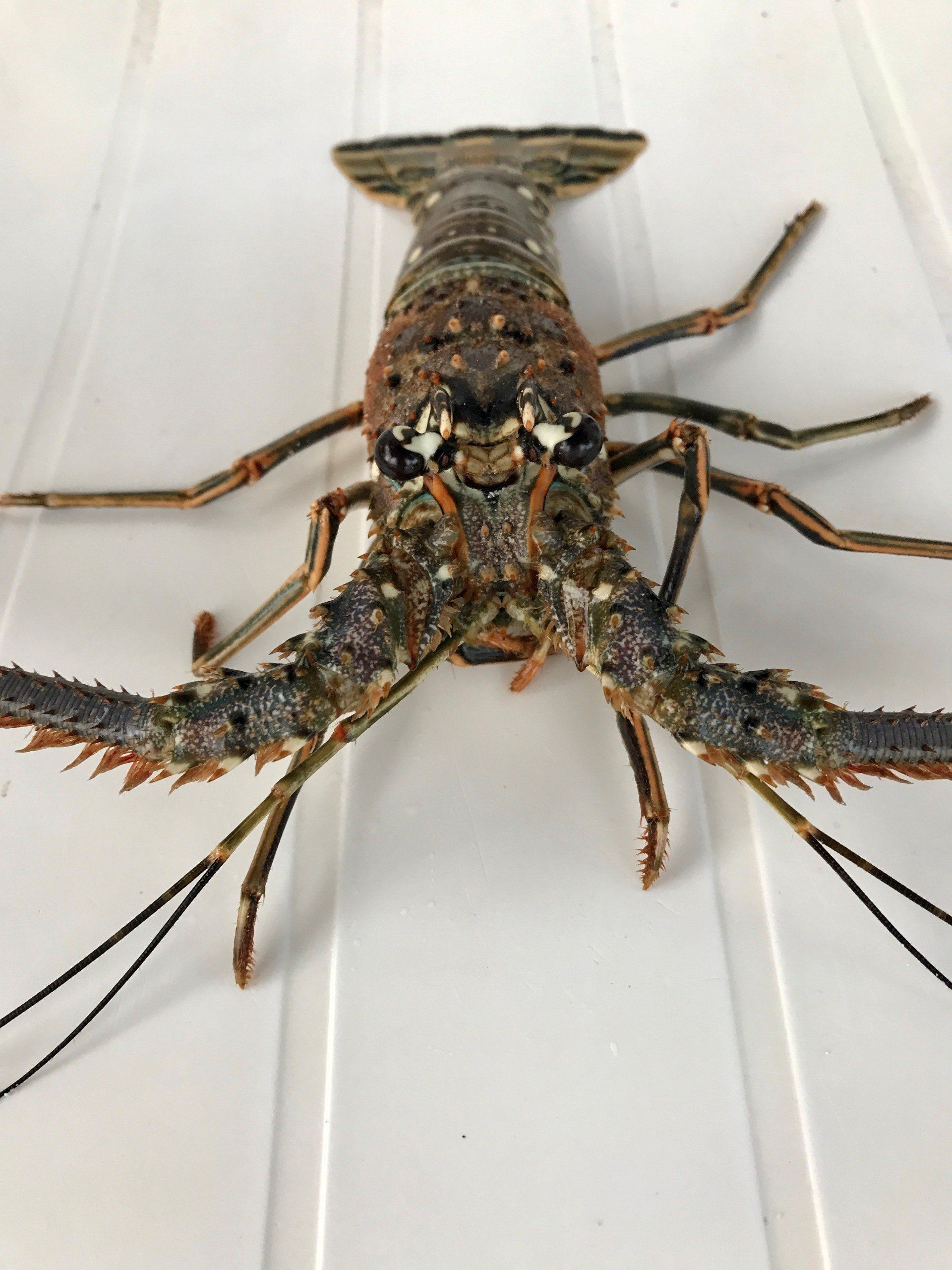 A close up of a lobster on a white surface