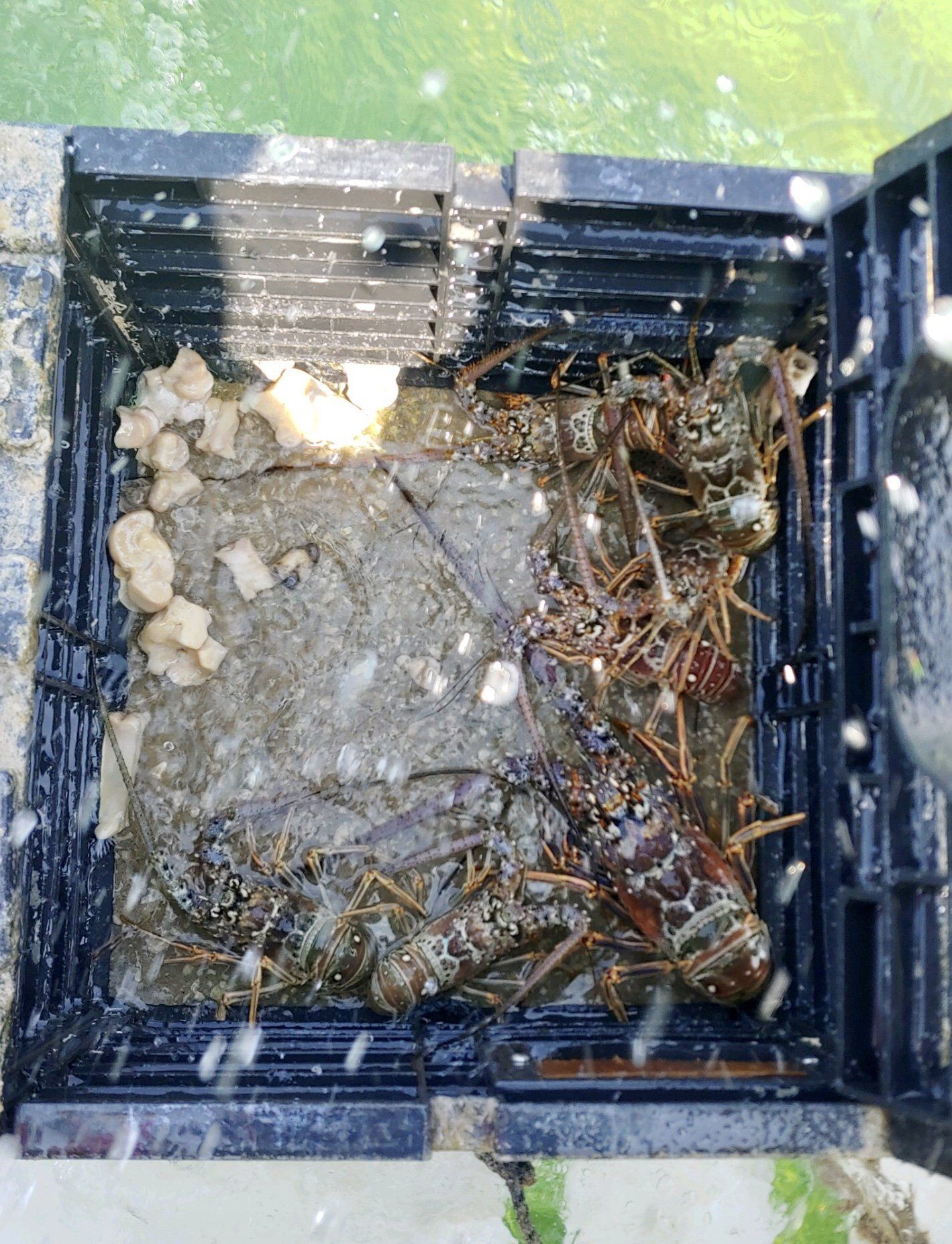 A bunch of lobsters are sitting in a plastic container.