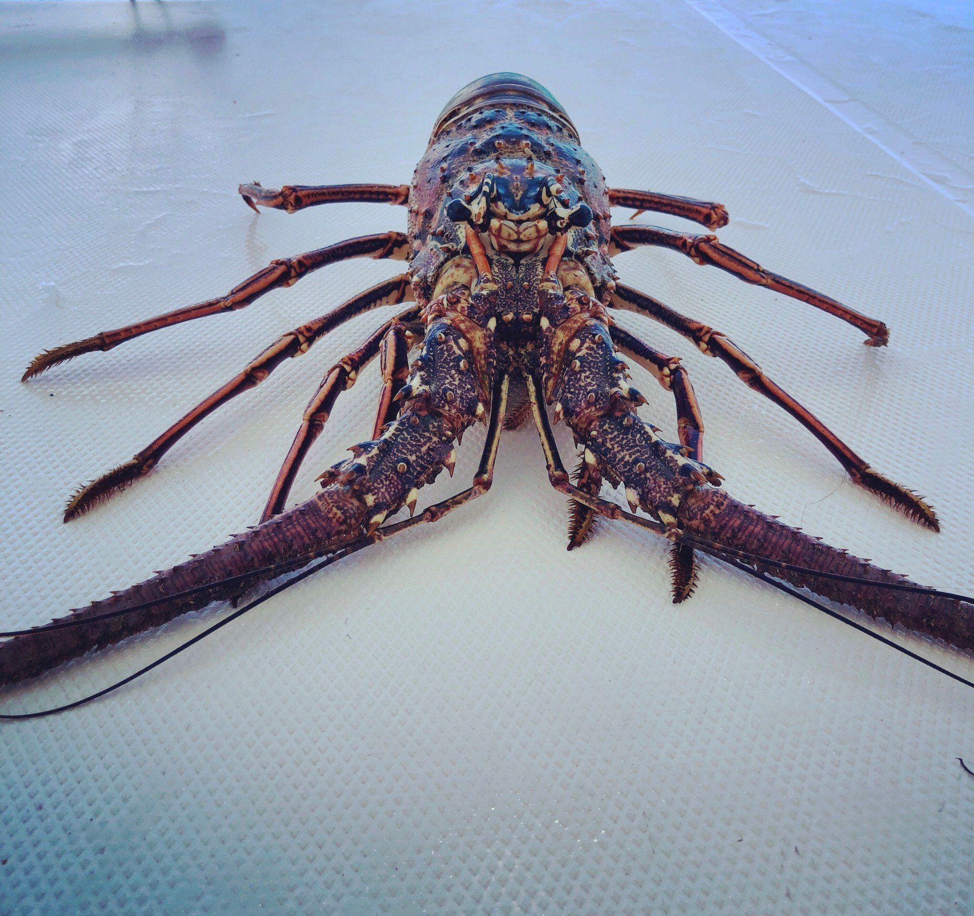 A close up of a lobster on a white surface