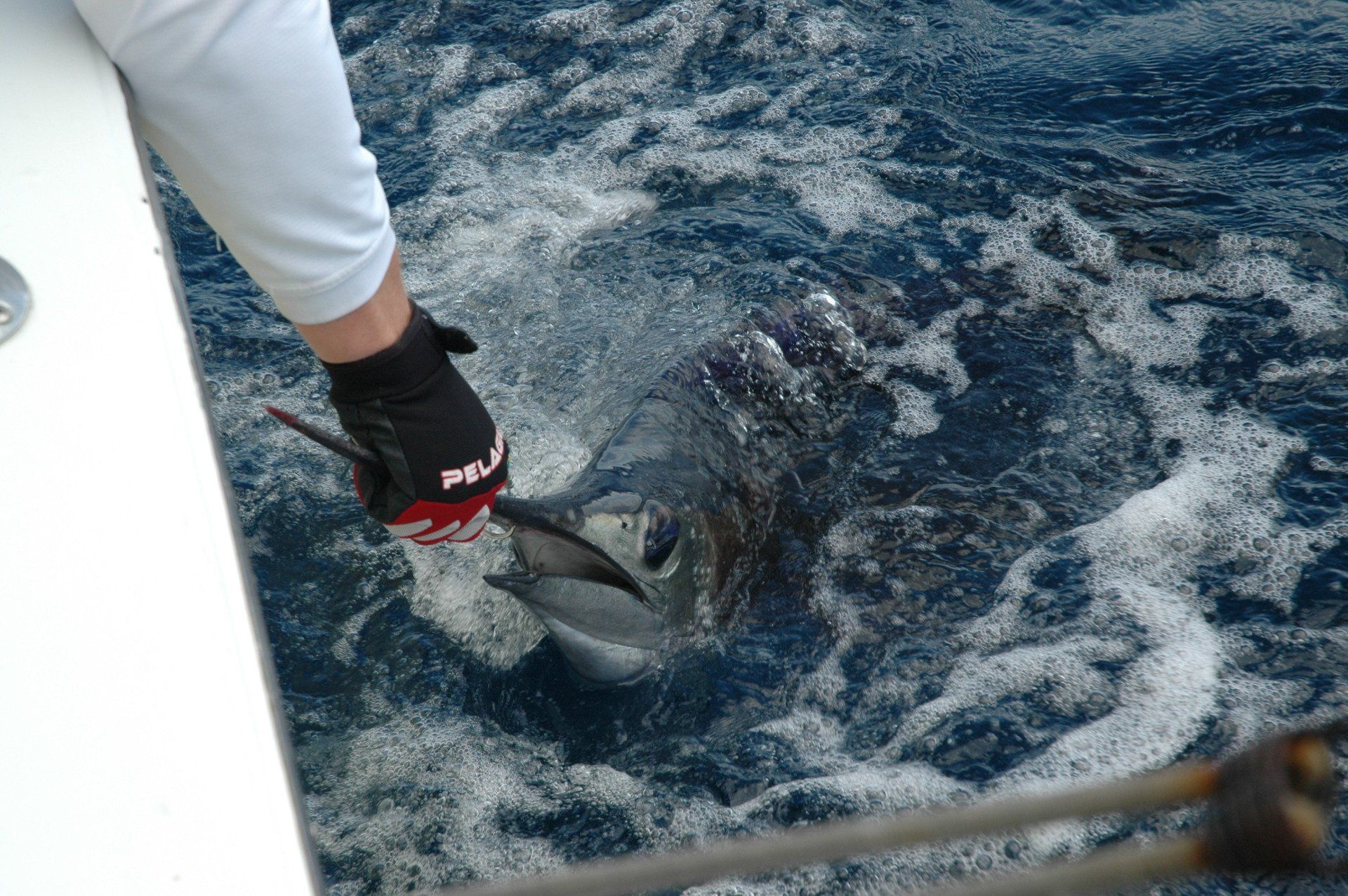 Catching billfish in the Florida Keys-Blue Water Adventures-Key Largo Florida