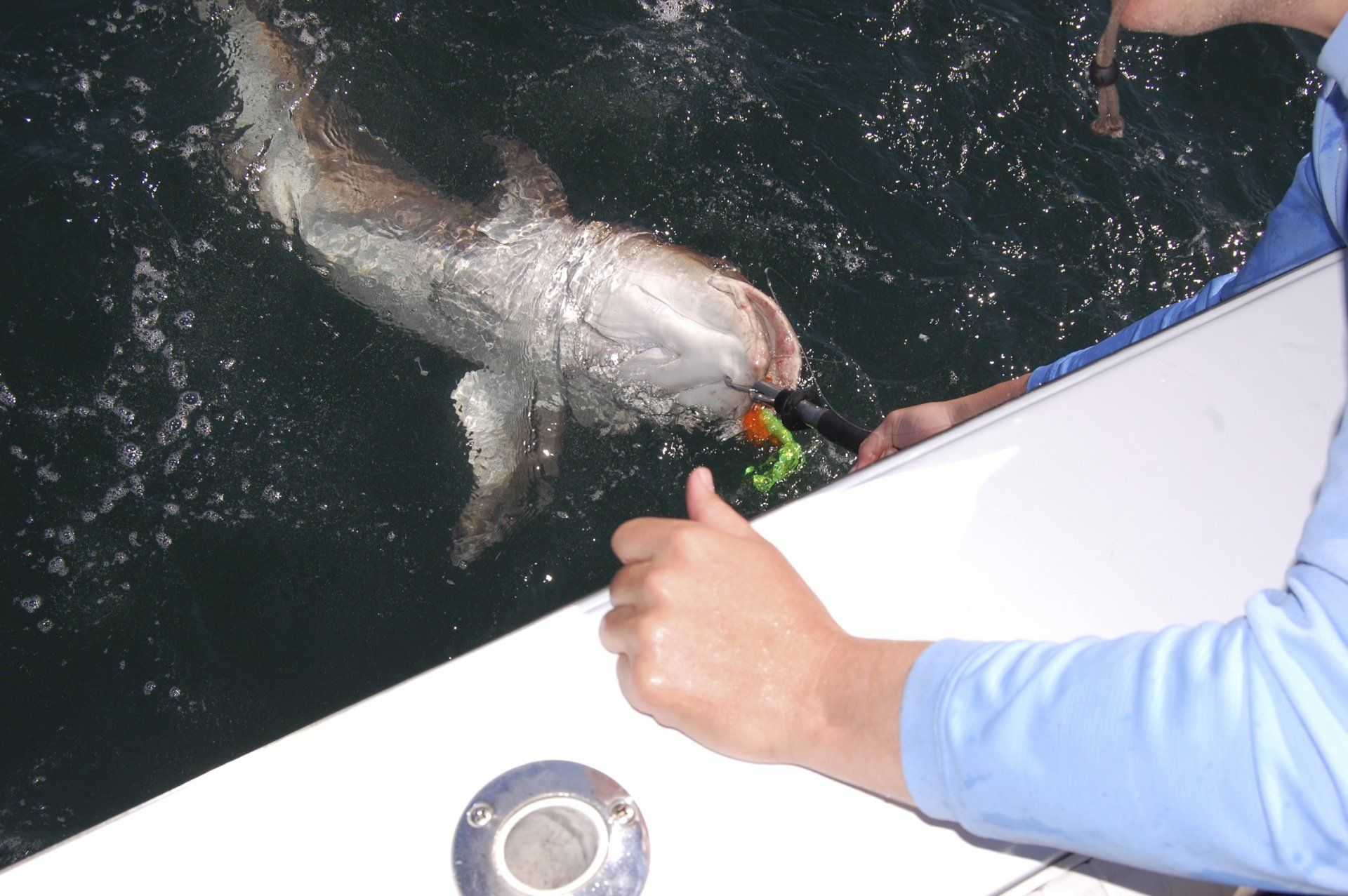 Catch and release grouper-Key Largo Florida