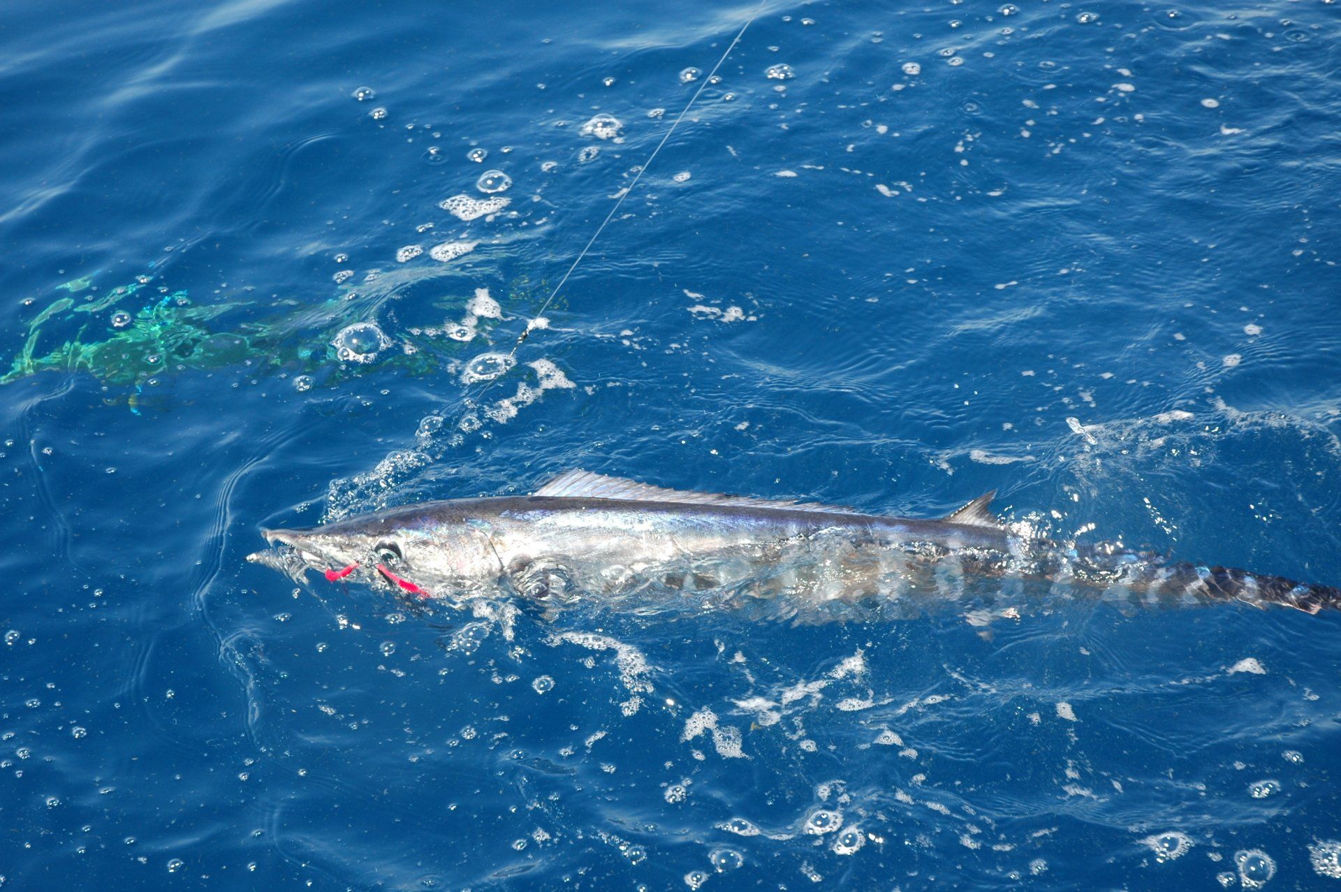 Wahoo fish boat side Florida Keys
