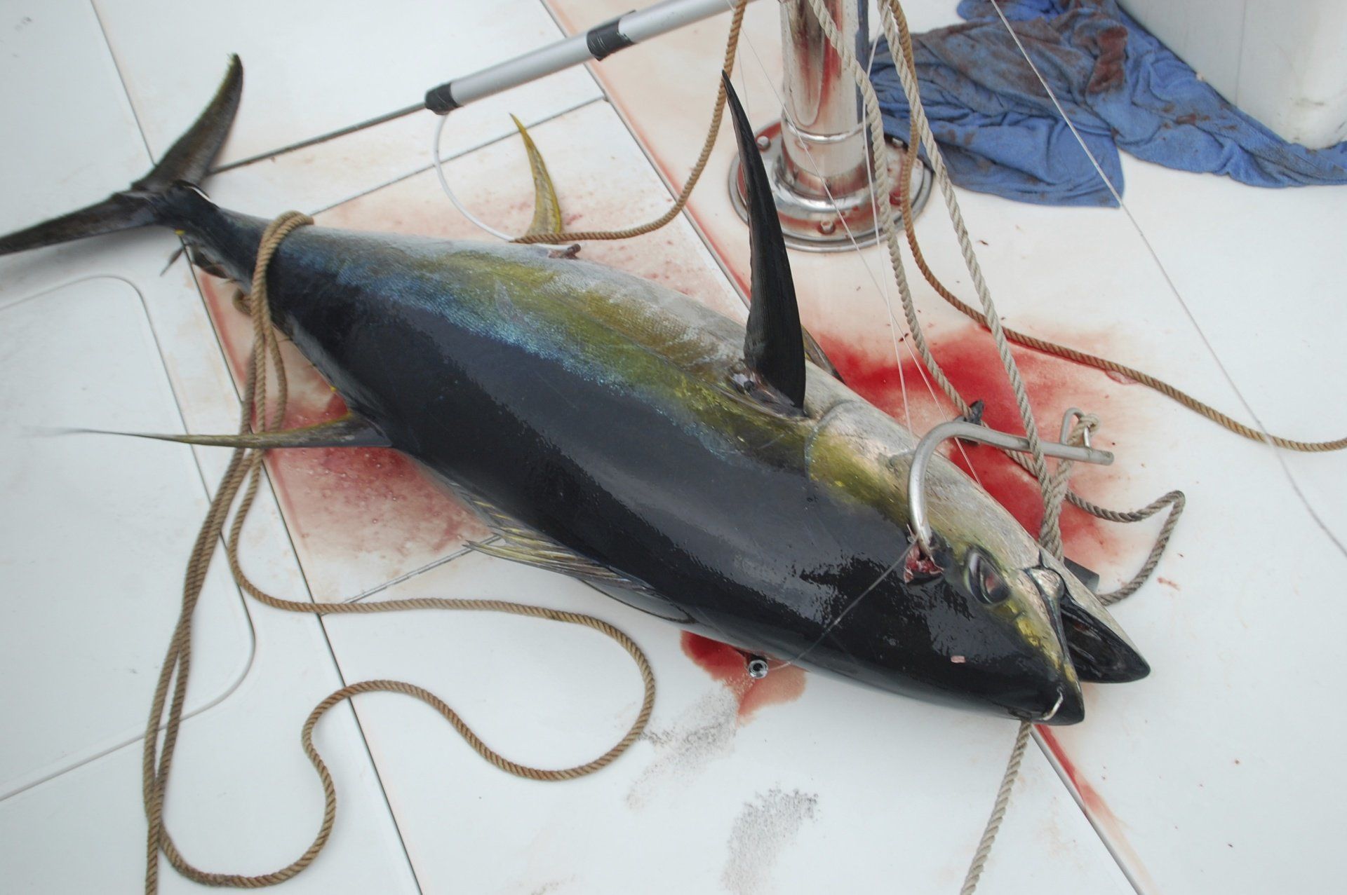 Giant tuna caught on Blue Water Adventures Charter Service Key Largo Florida