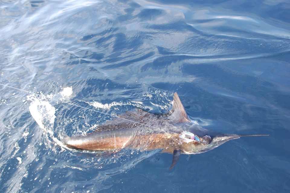 Florida Keys Fishing For Marlin