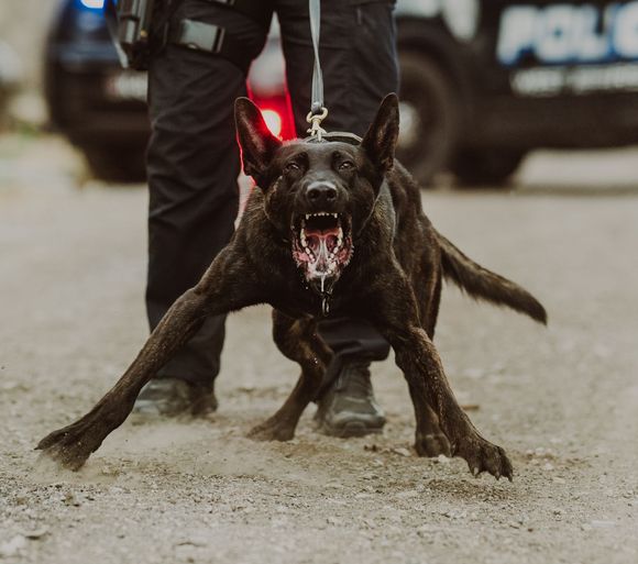 Police k9 school