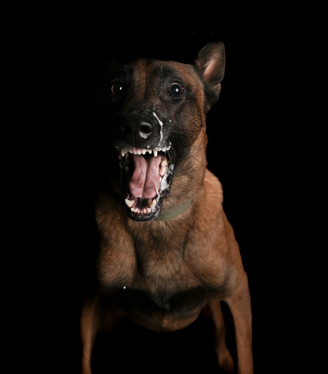 Police k9 unit