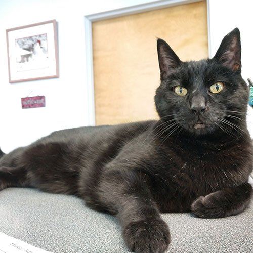 Cat Sitting on Reception Area — Gwinn, MI — Gwinn-Sawyer Veterinary Clinic
