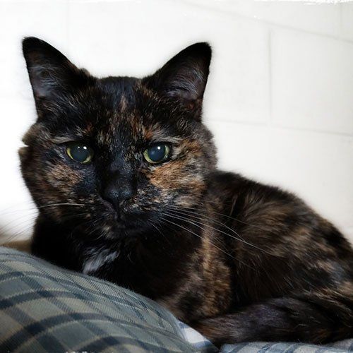 Lily the Cat — Gwinn, MI — Gwinn-Sawyer Veterinary Clinic