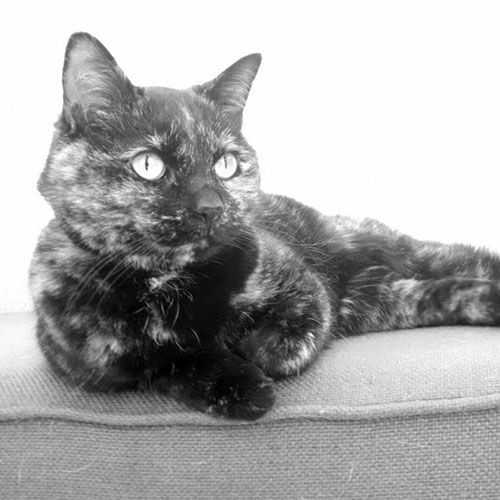 Cat Sitting on Sofa — Gwinn, MI — Gwinn-Sawyer Veterinary Clinic
