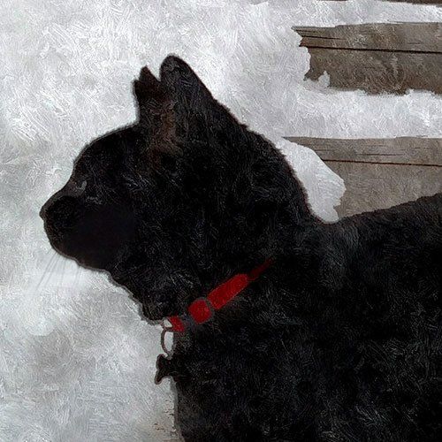 Cat Art — Gwinn, MI — Gwinn-Sawyer Veterinary Clinic