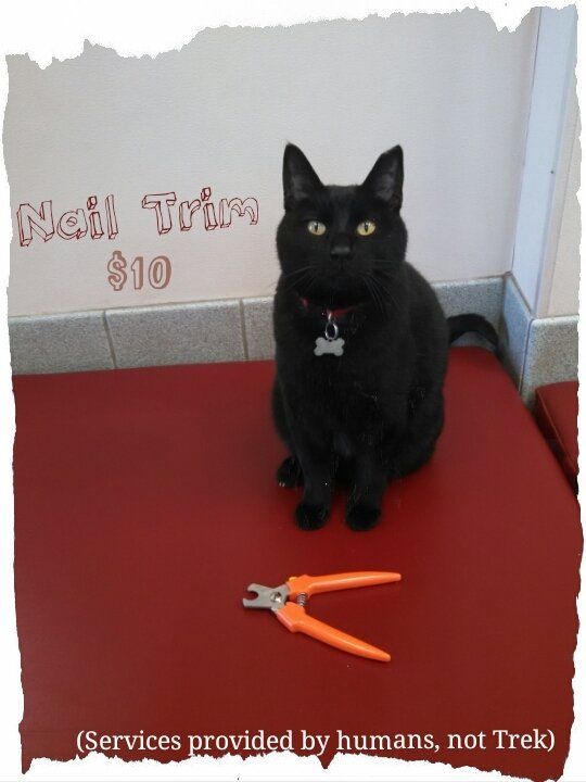 Cat Nail Trim Services — Gwinn, MI — Gwinn-Sawyer Veterinary Clinic