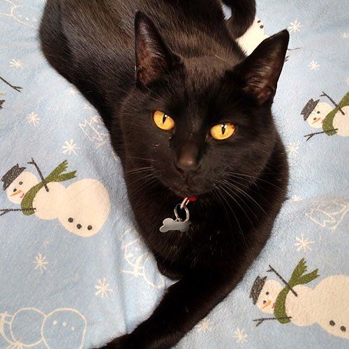 Trek the Cat — Gwinn, MI — Gwinn-Sawyer Veterinary Clinic