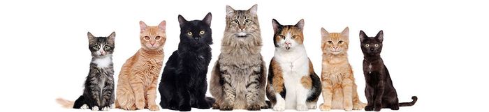 Different Breed of Cats — Gwinn, MI — Gwinn-Sawyer Veterinary Clinic