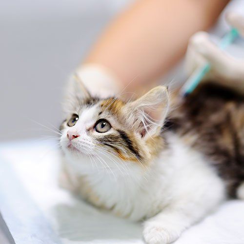 Kitten Getting Injection — Gwinn, MI — Gwinn-Sawyer Veterinary Clinic