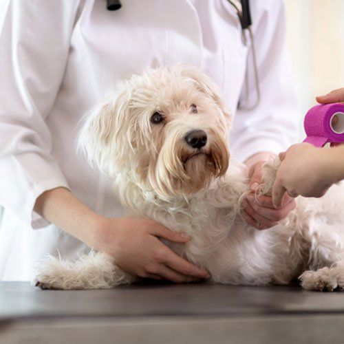 Dog Ultrasound — Gwinn, MI — Gwinn-Sawyer Veterinary Clinic