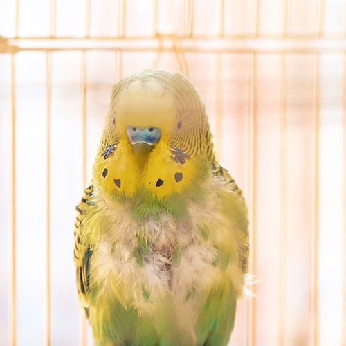 bird care  Gwinn-Sawyer Veterinary Clinic