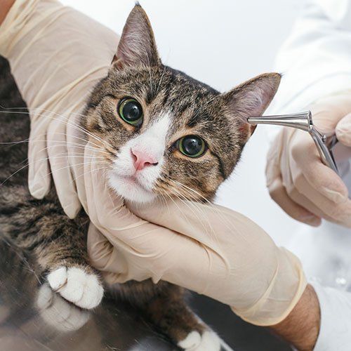 Cat Ear Check Up — Gwinn, MI — Gwinn-Sawyer Veterinary Clinic