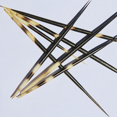 Porcupine Quills happen in the U.P! Don't allow them to break off at home