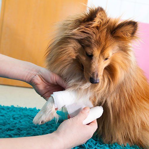 Pet Bandage — Gwinn, MI — Gwinn-Sawyer Veterinary Clinic