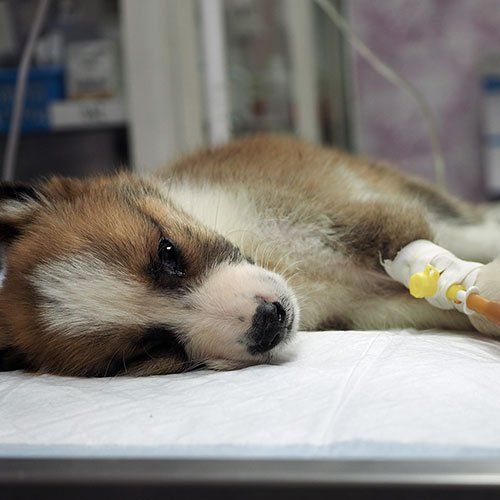 Emergency Dog Services — Gwinn, MI — Gwinn-Sawyer Veterinary Clinic