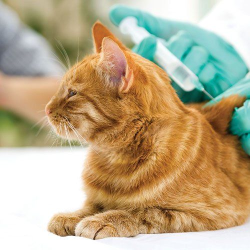 Cat Getting Injection — Gwinn, MI — Gwinn-Sawyer Veterinary Clinic