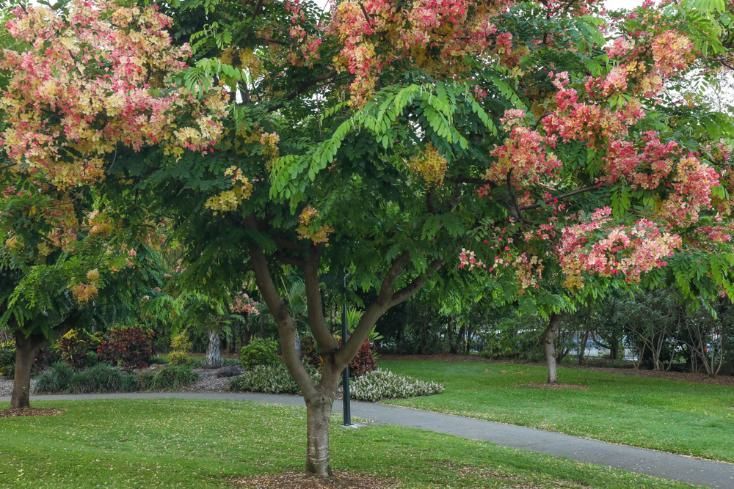 A Tree With Pink Flowers And Green Leaves In A Park — North Coast Cabinetmaking Pty Ltd In Cannonvale, QLD