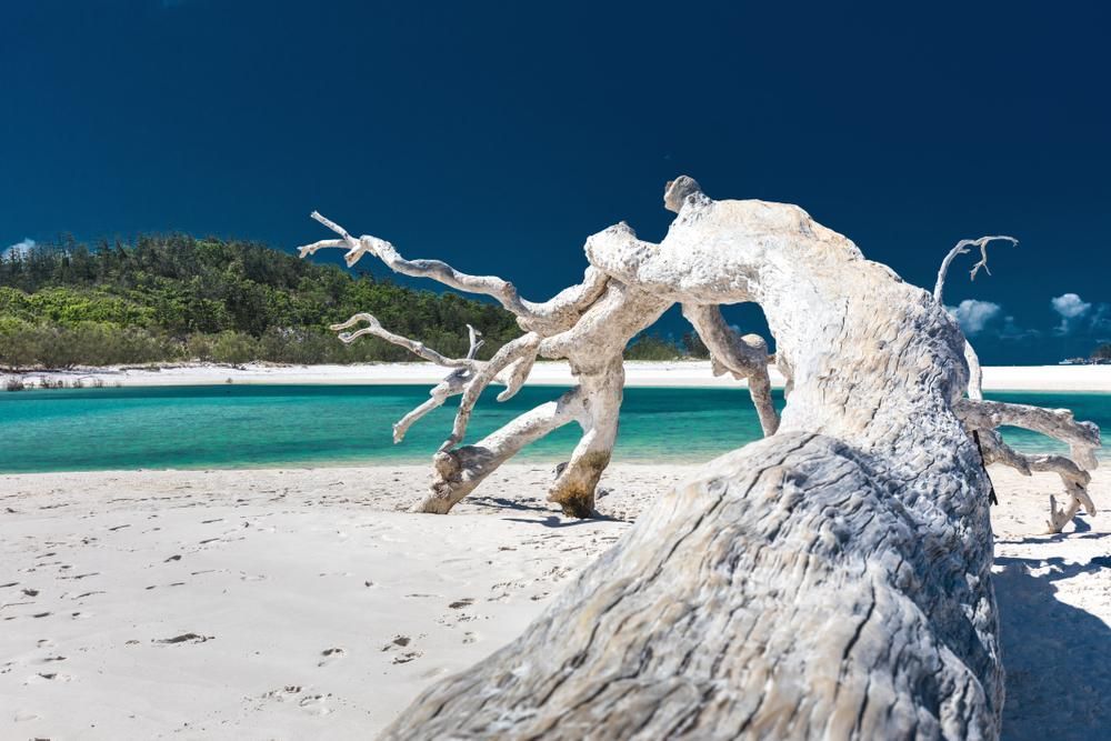 A Tree Stump On A Beach Next To A Body Of Water — North Coast Cabinetmaking Pty Ltd In Whitsundays, QLD