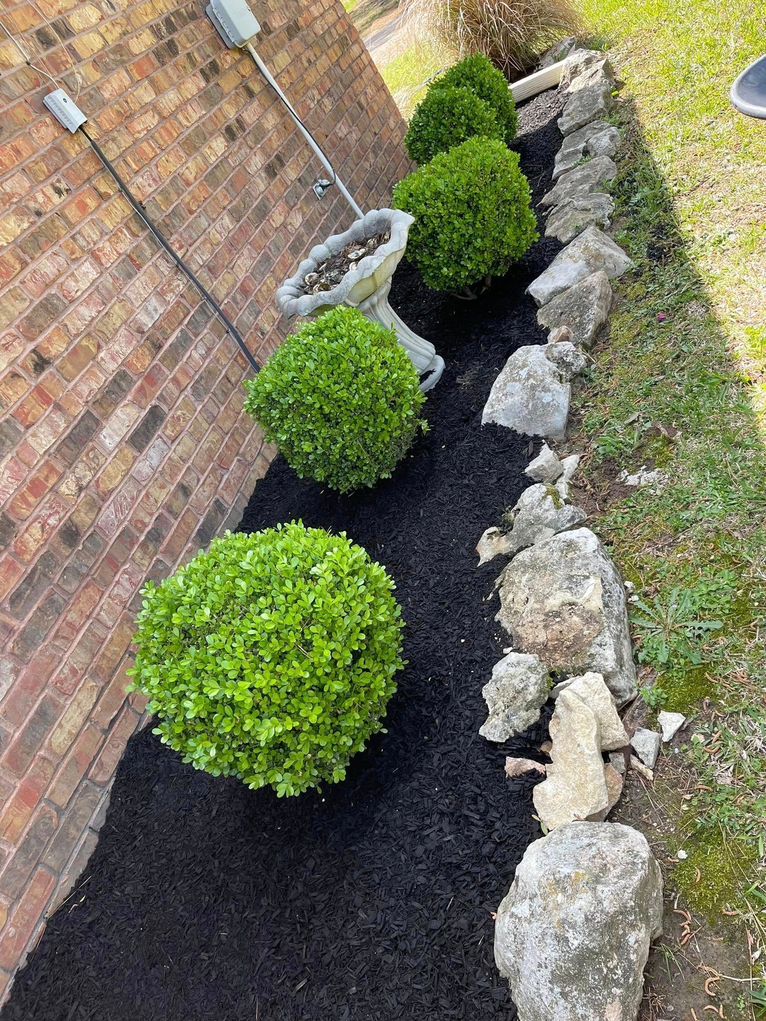 A row of bushes sitting on top of a bed of black mulch next to a brick wall.