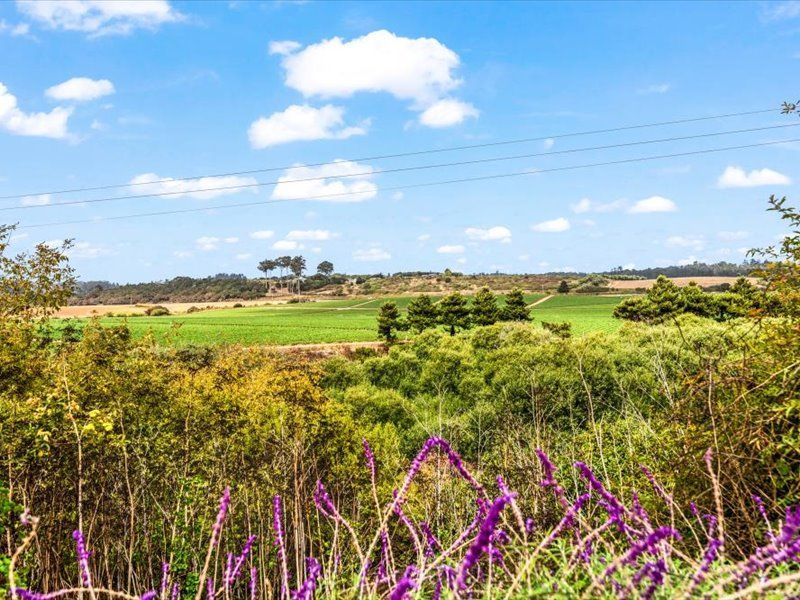 There are purple flowers in the foreground and a green field in the background.