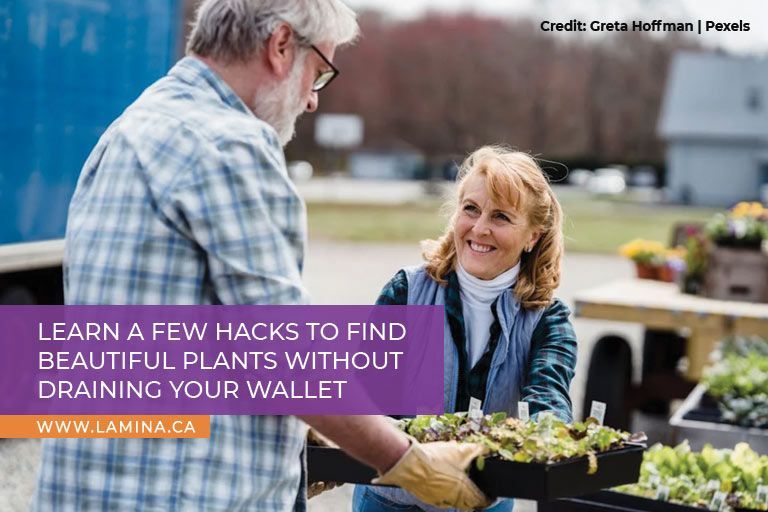 Learn a few hacks to find beautiful plants without draining your wallet
