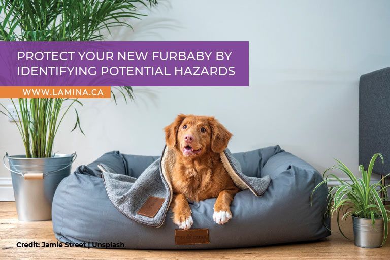 Protect your new furbaby by identifying potential hazards