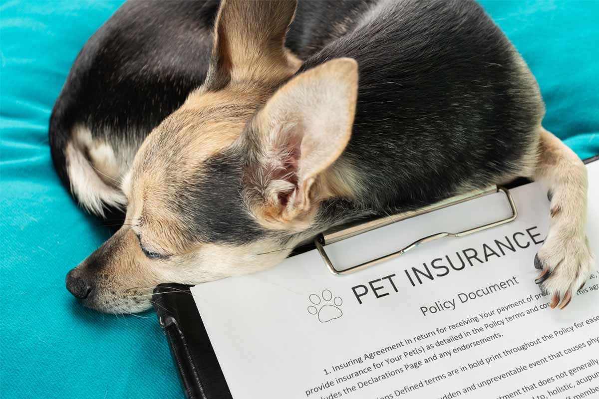 Understand-Typical-Veterinary-Costs