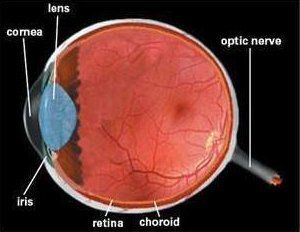 struttura dell'occhio