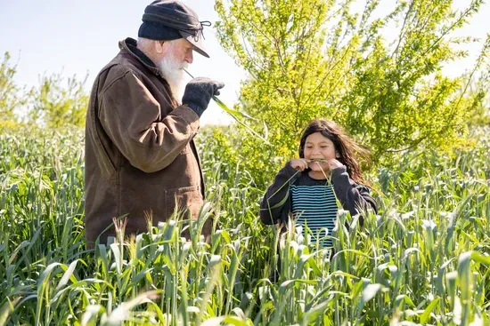 An older man with a beard shows a young girl how to eat grass in a green field on a sunny day.