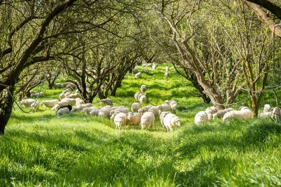 Flock of sheep grazing in a sunny, grassy field under a canopy of trees.