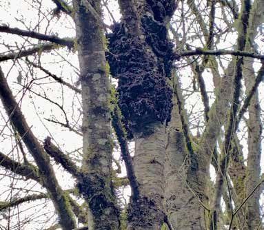 Tree trunk with dark, dense growth, possibly a burl or fungal mass, amid bare branches.