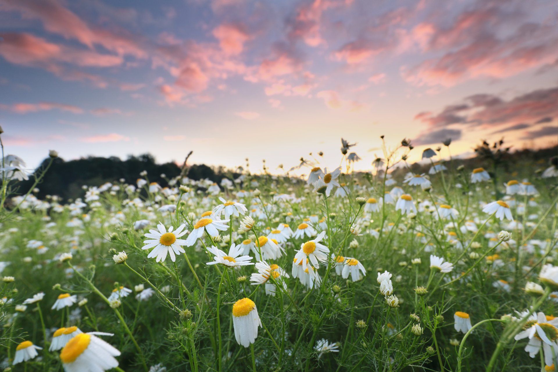 Field of white and yellow daisies at sunset with pink and orange clouds.