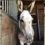 Donkey with white and gray face peeks out of a wooden stall. It wears a halter.
